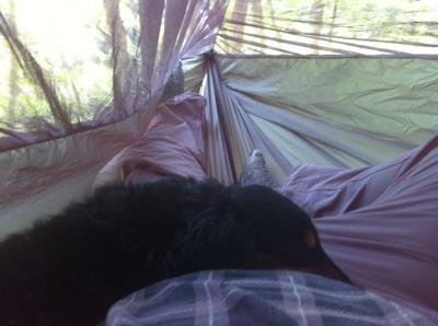 View from inside the hammock (with my dog sleeping on my lap)